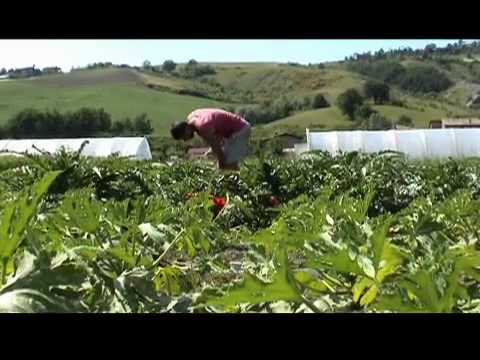 Il mondo nuovo? Pnt 17 – La vera storia della marijuana – Massimo Mazzucco Il mondo nuovo? Pnt 17 – La vera storia della marijuana – Massimo Mazzucco